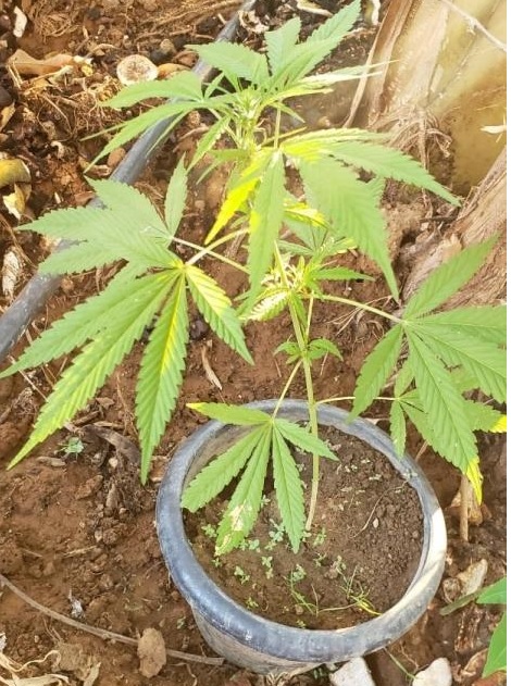 cortada