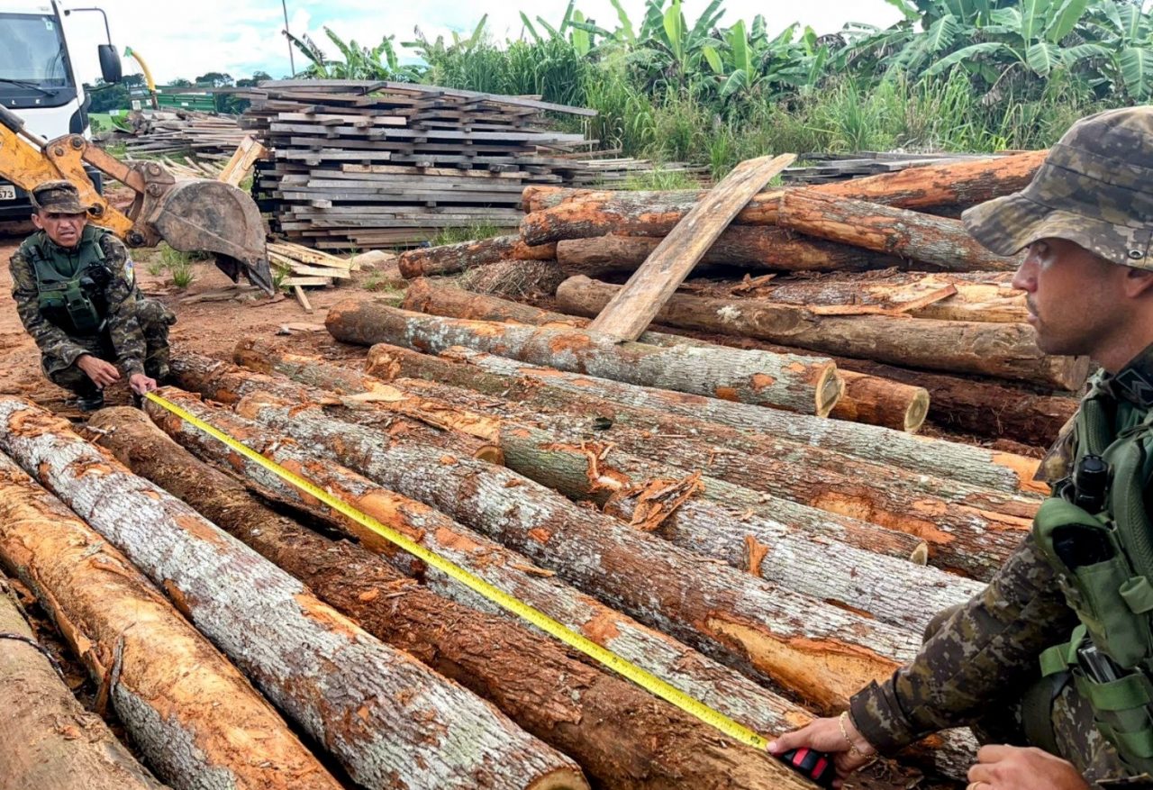 OPERAÇÃO BPA E SEDAM: APREENSÃO DE 64 TRONCOS DE ITAÚBA EXTRAÍDOS DO PARQUE  SERRA DOS REIS - Polícia Militar do Estado de Rondônia